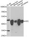 4-Hydroxyphenylpyruvate Dioxygenase antibody, A6505, ABclonal Technology, Western Blot image 