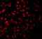 TLR11 antibody, 3285, ProSci Inc, Immunofluorescence image 