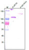 Fms Related Tyrosine Kinase 4 antibody, AM20379PU-N, Origene, Western Blot image 
