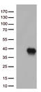 Sca1 antibody, CF813276, Origene, Western Blot image 