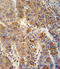 Vesicle Associated Membrane Protein 4 antibody, abx032646, Abbexa, Immunohistochemistry paraffin image 