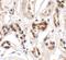 UHRF1 Binding Protein 1 antibody, A12200, Boster Biological Technology, Immunohistochemistry paraffin image 