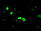 Lysine Demethylase 4C antibody, TA500587, Origene, Immunofluorescence image 