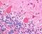 Dynactin Subunit 1 antibody, NB100-1110, Novus Biologicals, Immunohistochemistry frozen image 