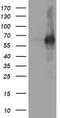 Phosphodiesterase 1B antibody, CF503319, Origene, Western Blot image 