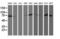 Ribophorin I antibody, LS-C173356, Lifespan Biosciences, Western Blot image 