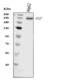 Desmoplakin antibody, A00616-2, Boster Biological Technology, Western Blot image 