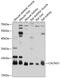 Calcium Voltage-Gated Channel Auxiliary Subunit Gamma 1 antibody, GTX66046, GeneTex, Western Blot image 