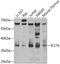 IL-17 antibody, 14-434, ProSci, Western Blot image 