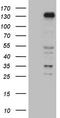 Zinc finger protein 217 antibody, CF809058, Origene, Western Blot image 