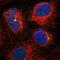 mBD-1 antibody, NBP1-87195, Novus Biologicals, Immunofluorescence image 