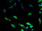Probable G-protein coupled receptor 34 antibody, A68062-100, Epigentek, Immunofluorescence image 