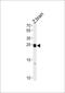 Neurogenin 1 antibody, PA5-72637, Invitrogen Antibodies, Western Blot image 