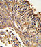 CD218b antibody, LS-C165182, Lifespan Biosciences, Immunohistochemistry frozen image 
