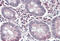 Solute Carrier Family 10 Member 2 antibody, MBS421745, MyBioSource, Immunohistochemistry frozen image 