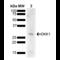Dickkopf WNT Signaling Pathway Inhibitor 1 antibody, SPC-787D-A565, StressMarq, Western Blot image 