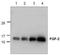 Heparin-binding growth factor 2 antibody, TA319021, Origene, Western Blot image 