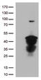MEP antibody, CF812846, Origene, Western Blot image 