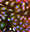 5 -AMP-activated protein kinase catalytic subunit alpha-2 antibody, ab3760, Abcam, Immunofluorescence image 