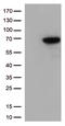 Kelch Like ECH Associated Protein 1 antibody, CF502056, Origene, Western Blot image 