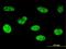 Homeobox A5 antibody, MA5-19103, Invitrogen Antibodies, Immunofluorescence image 