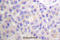 p130cas antibody, A00960-1, Boster Biological Technology, Immunohistochemistry frozen image 
