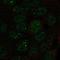 U2 small nuclear ribonucleoprotein A antibody, HPA048499, Atlas Antibodies, Immunofluorescence image 