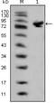 ISL LIM Homeobox 1 antibody, NBP1-47537, Novus Biologicals, Western Blot image 
