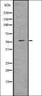 DnaJ Heat Shock Protein Family (Hsp40) Member C3 antibody, orb336745, Biorbyt, Western Blot image 