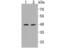 Mitochondrial Transcription Termination Factor 3 antibody, NBP2-75576, Novus Biologicals, Western Blot image 
