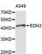 Endothelin-3 antibody, STJ26165, St John