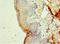 HSJ1 antibody, CSB-PA007008HA01HU, Cusabio, Immunohistochemistry paraffin image 