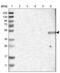 Zinc Finger Protein 350 antibody, NBP1-80608, Novus Biologicals, Western Blot image 