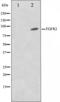 Fibroblast Growth Factor Receptor 2 antibody, orb224462, Biorbyt, Western Blot image 