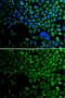 Histone Deacetylase 2 antibody, GTX65924, GeneTex, Immunofluorescence image 