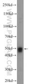 Small Nuclear Ribonucleoprotein U11/U12 Subunit 48 antibody, 24297-1-AP, Proteintech Group, Western Blot image 
