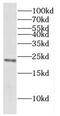 Cytochrome C Oxidase Subunit 7C antibody, FNab01910, FineTest, Western Blot image 