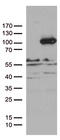 Protocadherin Beta 8 antibody, LS-C796431, Lifespan Biosciences, Western Blot image 