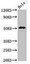 Zinc Finger Protein 829 antibody, LS-C394575, Lifespan Biosciences, Western Blot image 