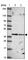 Translocase Of Inner Mitochondrial Membrane 50 antibody, HPA056448, Atlas Antibodies, Western Blot image 