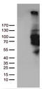 cGMP-inhibited 3 ,5 -cyclic phosphodiesterase B antibody, CF811688, Origene, Western Blot image 