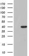 Transcription Factor B1, Mitochondrial antibody, TA804100, Origene, Western Blot image 