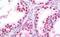Small RNA Binding Exonuclease Protection Factor La antibody, MBS249153, MyBioSource, Immunohistochemistry paraffin image 
