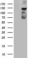 Polo Like Kinase 4 antibody, TA810550, Origene, Western Blot image 