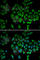 NADH:Ubiquinone Oxidoreductase Core Subunit S1 antibody, A2592, ABclonal Technology, Immunofluorescence image 