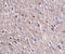 Cell Death Inducing P53 Target 1 antibody, 5047, ProSci, Immunohistochemistry frozen image 