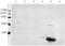 Heparin-binding growth factor 1 antibody, LS-C203215, Lifespan Biosciences, Western Blot image 