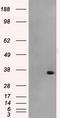 Aldo-Keto Reductase Family 1 Member A1 antibody, CF500743, Origene, Western Blot image 