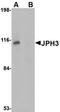 Junctophilin 3 antibody, orb75105, Biorbyt, Western Blot image 
