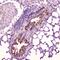Leptin antibody, A00479-4, Boster Biological Technology, Immunohistochemistry paraffin image 